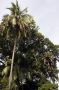 Nic - 195 * Oropendola nests